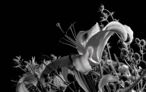 First in a series of lily photographs.  Shot on a Canon camera, 35mm Ilford film.  